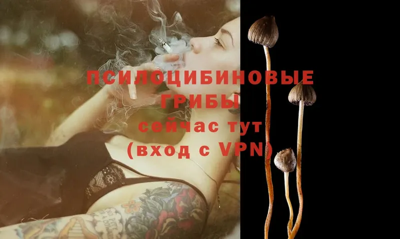 хочу   Ливны  Галлюциногенные грибы MAGIC MUSHROOMS 